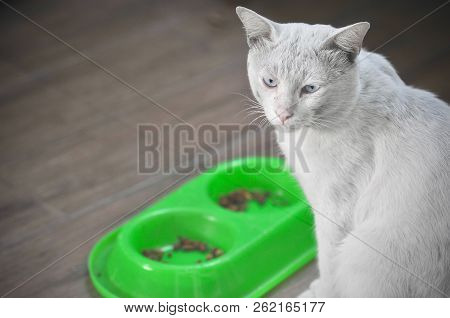 Siamese Cat Is The Thai Domestic Cat, Ugly And Dirty Cat And Smart Pet In House, White Cat.