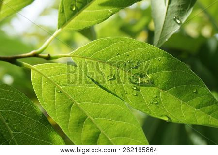 Fresh Green Annona Squamosa Leaves In Nature Garden