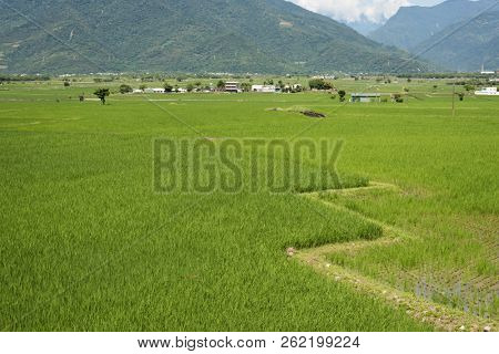 landscape of green paddy farm at countryside