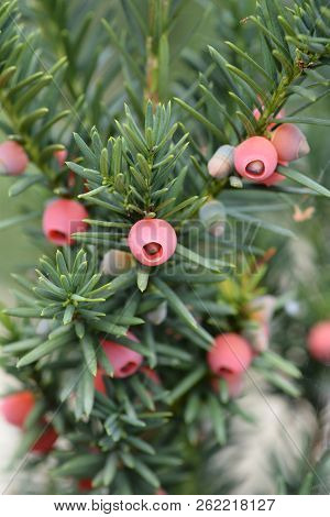 Hicks Hybrid Yew - Latin Name - Taxus * Media Hicksii