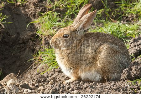 closeup Divoký králík sedí, pozoruje a čeká vedle to je warren vchodu