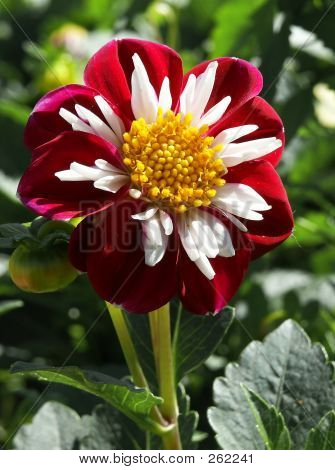 blumen dekorativ