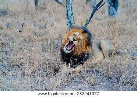South Africa Medium Distance Shot Of A Lion Relaxing On Savannah. Kapama Private Game Reserve. South