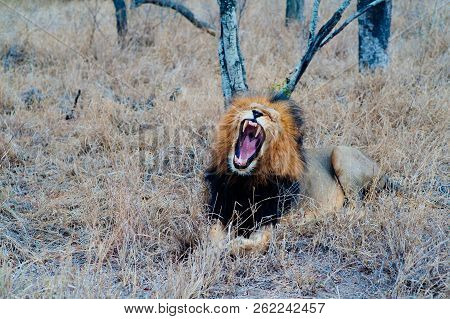 South Africa Medium Distance Shot Of A Lion Relaxing On Savannah. Kapama Private Game Reserve. South