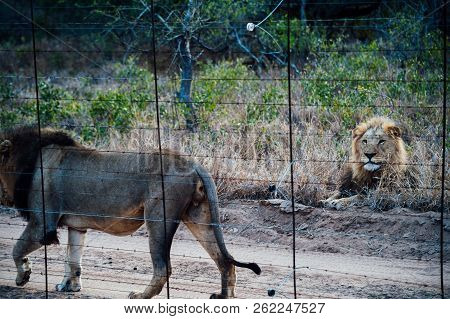 South Africa Male Lions Beside A Protection Fence Inside Kapama Private Game Reserve.
