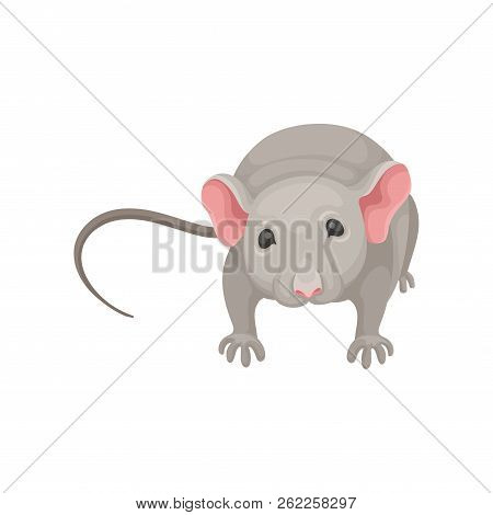 Flat Vector Icon Of Cute Mouse, Front View. Small Rodent With Gray Coat, Big Pink Ears And Long Tail