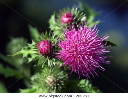 Blume-Wild
