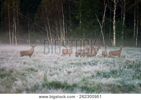 Red Deer And Several Doe On The Field  In A Foggy Morning During The Rut. Belarus, Naliboki Forest