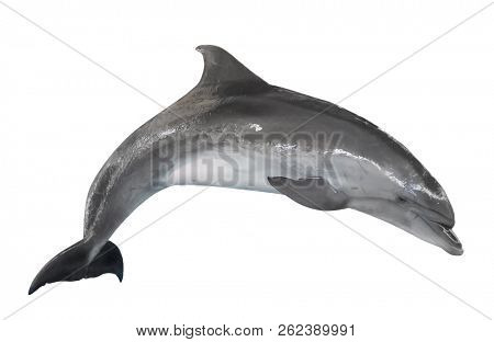 grey doplhin isolated on white background