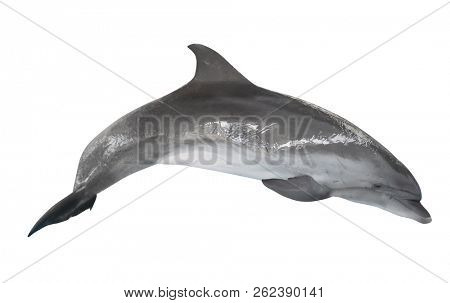 grey doplhin isolated on white background
