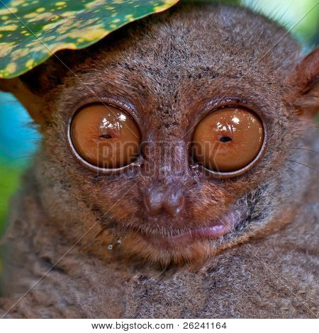 Nagy szemű Tarsier bujkál egy levél