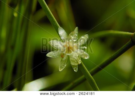 Petite fleur claire