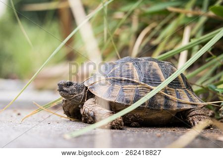 Turtle