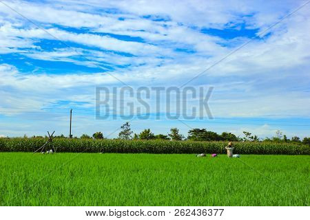Beautiful Landscape Paddy Rice Field Green And Yellow Color With Clear Blue Sky At Klaten Of Indones