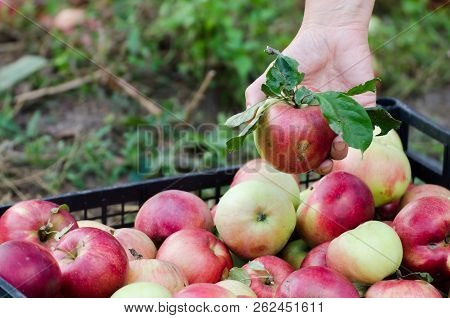 Woman Hand Packed Harvested Apples To The Ches