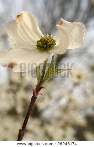 ดอกต้นดอกวูดอร่อย