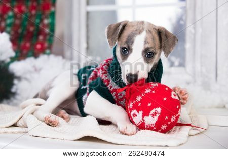 Happy New Year Christmas wippet puppy,  holidays and celebration pet