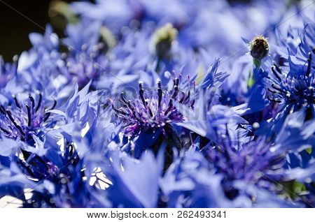 Blue Cornflower Bouquet Closeup In Abstract Background