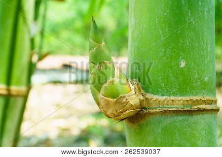 Close Up Bamboo Shoot In The Garden,bambusa Beecheyana Munro Beechey Bamboo, Silkball.