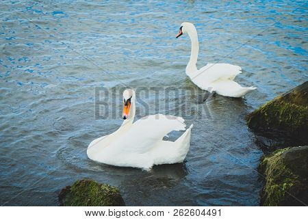 View Of Swans In Calm Water Stock Photos
