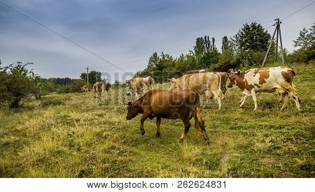 Caws Grazing In The Field Of Green Grass