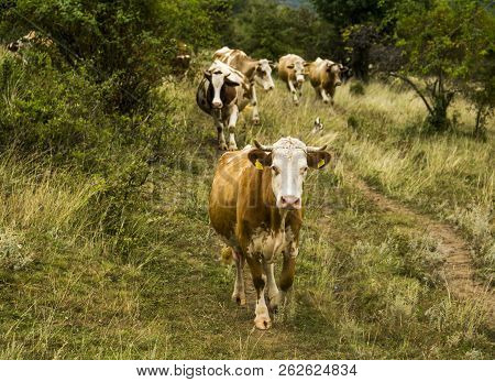 Caws Grazing In The Field Of Green Grass