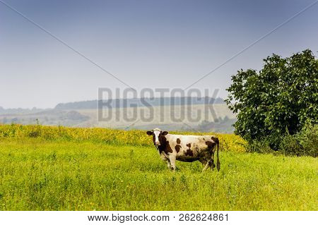 One Caw Grazing In The Field Of Green Grass