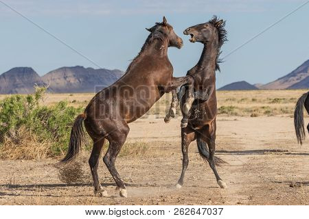 A Pair Of Wild Horse Stallions Fighting In The Utah Desert