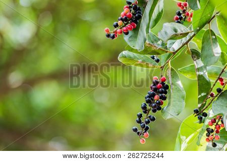 Thai Blueberry On Tree. The Results Of The Red And Black Colors