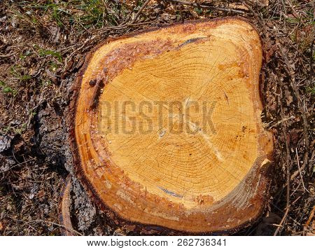 Fresh Cross Cut Of Yellow Wood. Pine Tree Stump With Cracks And Resin Along The Edges