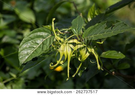 Yellow Desmos Chinensis Flower