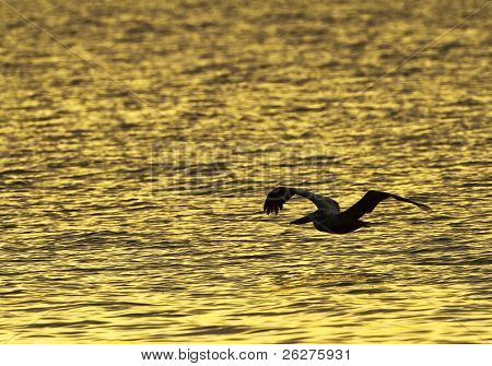 Un pelícano pájaro vuela bajo el agua, silueta del amanecer de mañana