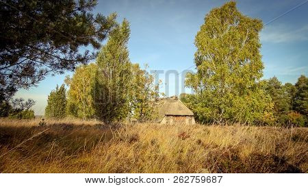 Golden Autumn In The Lüneburg Heath Near Undeloh
