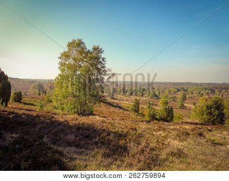 Golden Autumn In The Lüneburg Heath Near Undeloh