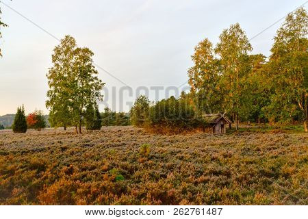 Golden Autumn In The Lüneburg Heath Near Undeloh