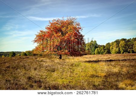 Golden Autumn In The Lüneburg Heath Near Undeloh