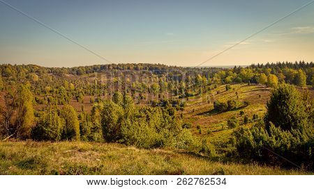 Golden Autumn In The Lüneburg Heath Near Undeloh