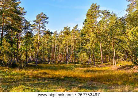 Golden Autumn In The Lüneburg Heath Near Undeloh