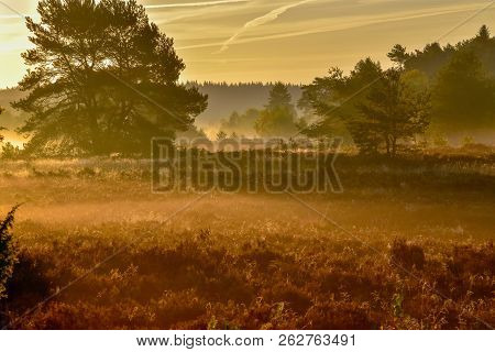 Golden Autumn In The Lüneburg Heath Near Undeloh