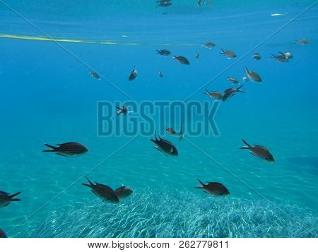 Underwater Life Kalogries, Damselfish Or Mediterranean Chromis In Kolona Double Bay Kythnos Island C