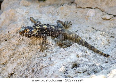 Black Clown Agama Stellagama Laudakia Displaying On Rock