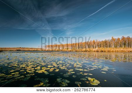 Berezinsky, Biosphere Reserve, Belarus. Autumn Landscape With Lake Pond River And Beautiful Birch Fo