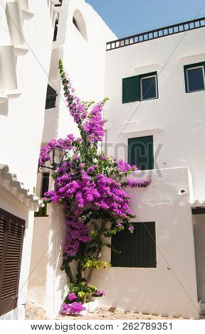 Purple Bougainvillea In Front Of White Houses Of The Spanish Island