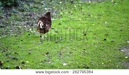Chicken Searcing For Food In Publick Park, During Autumn Season.