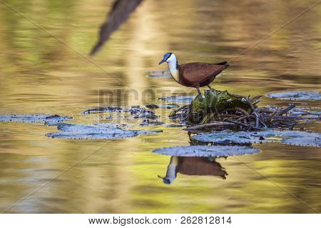 African Jacana In Kruger National Park, South Africa ; Specie Actophilornis Africanus Family Of Jaca