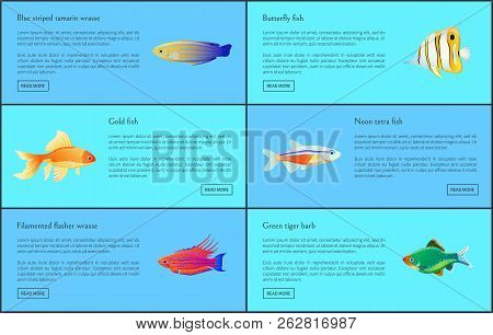 Ocean And Sea Fishes Set Isolated On Blue Backdrop Vector Illustration Of Butterfly Neon Tetra And G