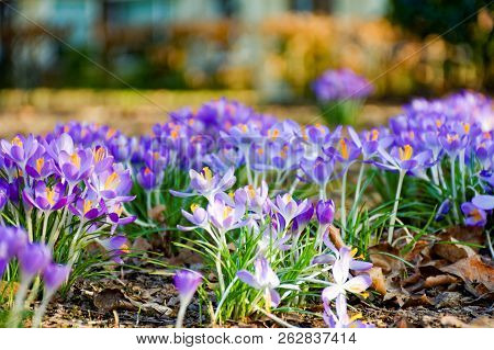 First Spring Flowers, Groups Of Violet Or Lilac Crocuses