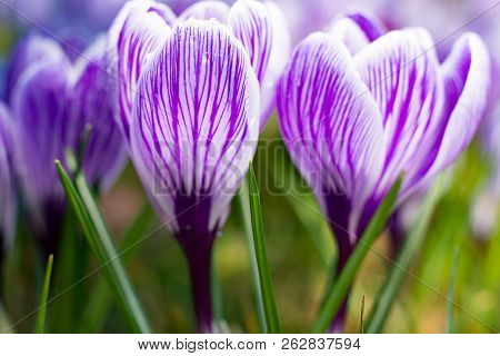 First Spring Flowers, Groups Of Violet Or Lilac Crocuses