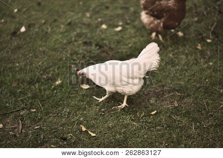 Chicken Searcing For Food In Publick Park, During Autumn Season.