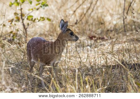 Sharpe Grysbok In Kruger National Park, South Africa ; Specie Raphicerus Sharpei Family Of Bovidae